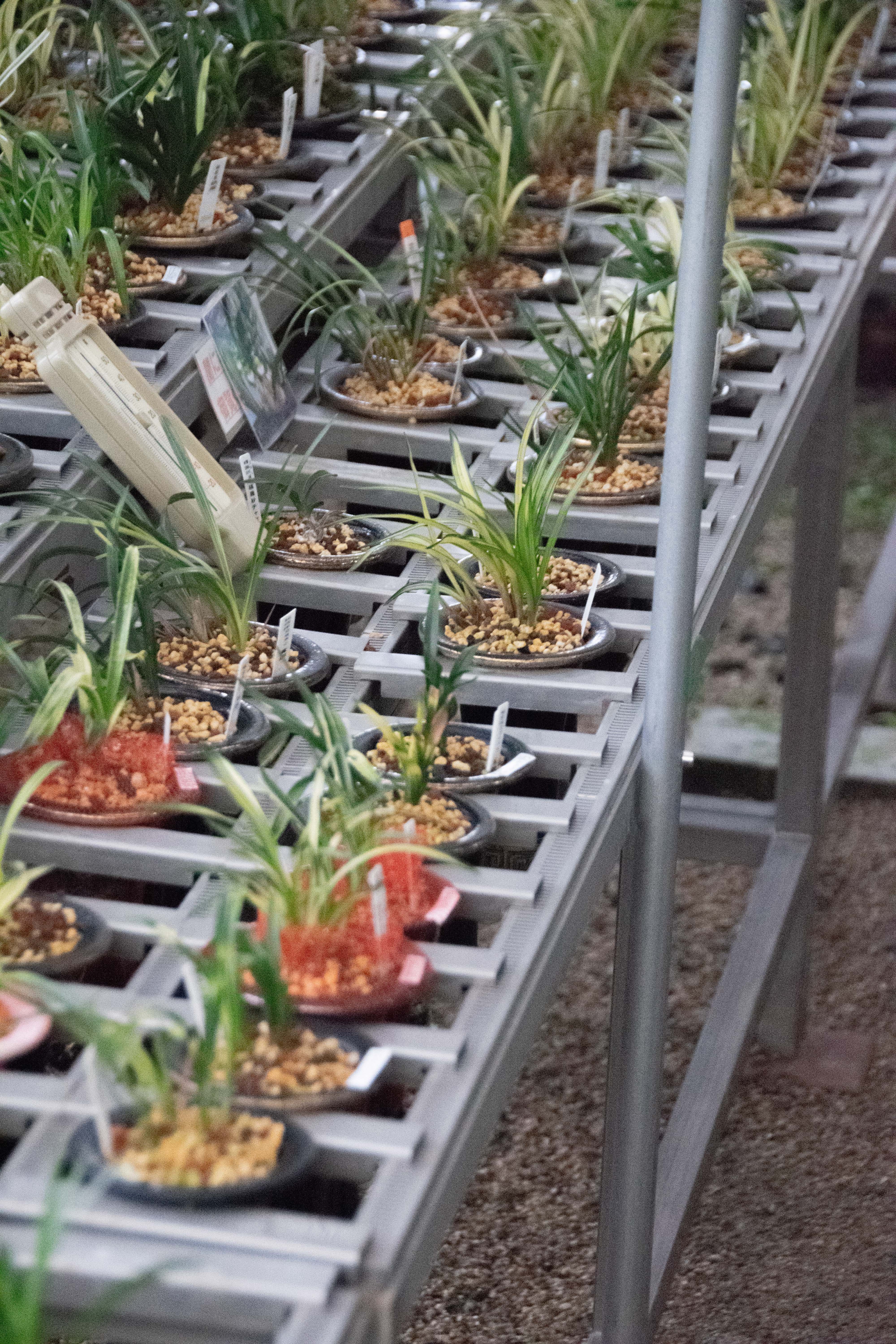 広島の植物のPR写真の撮影