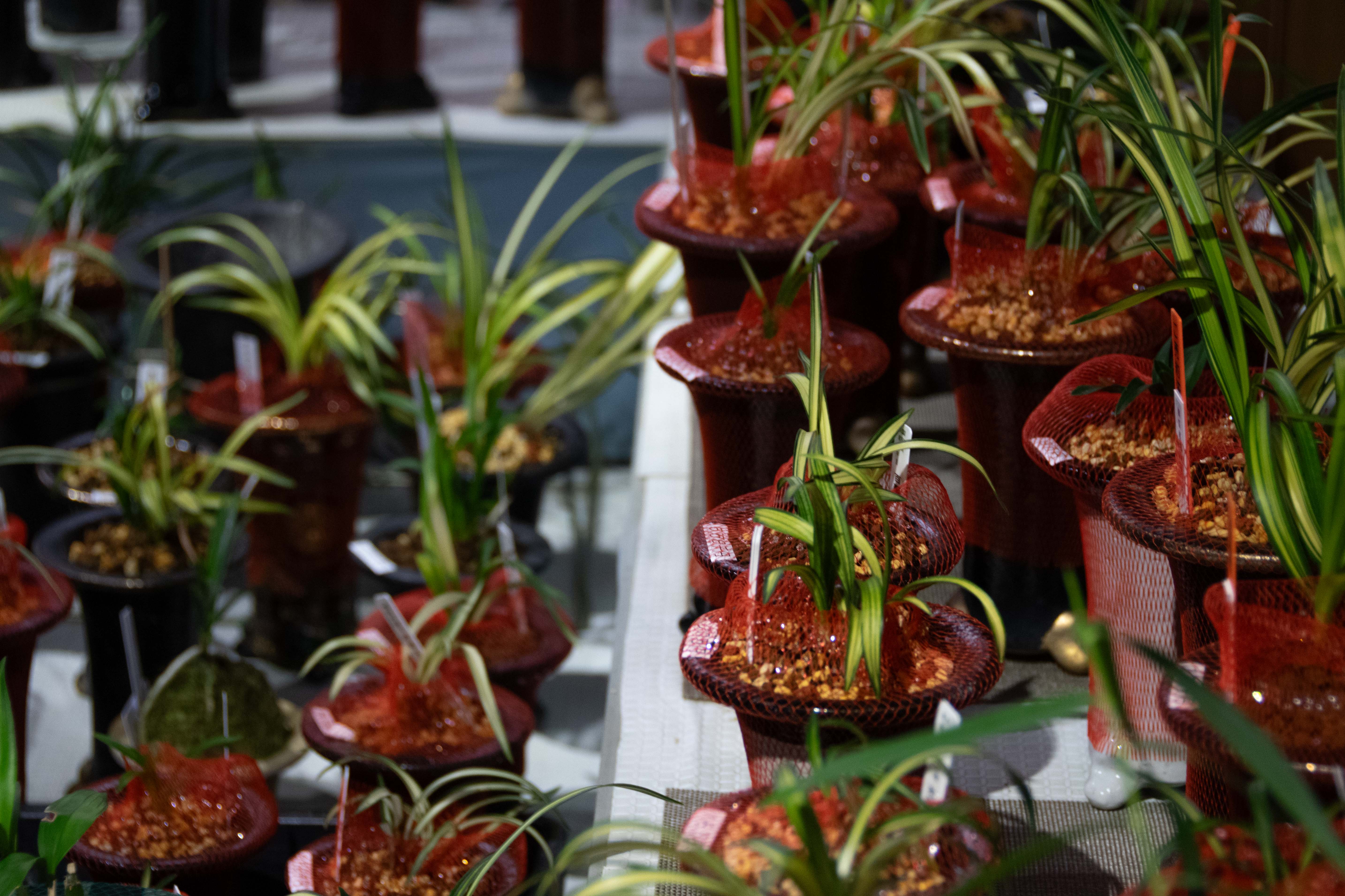 広島の植物のPR写真の撮影