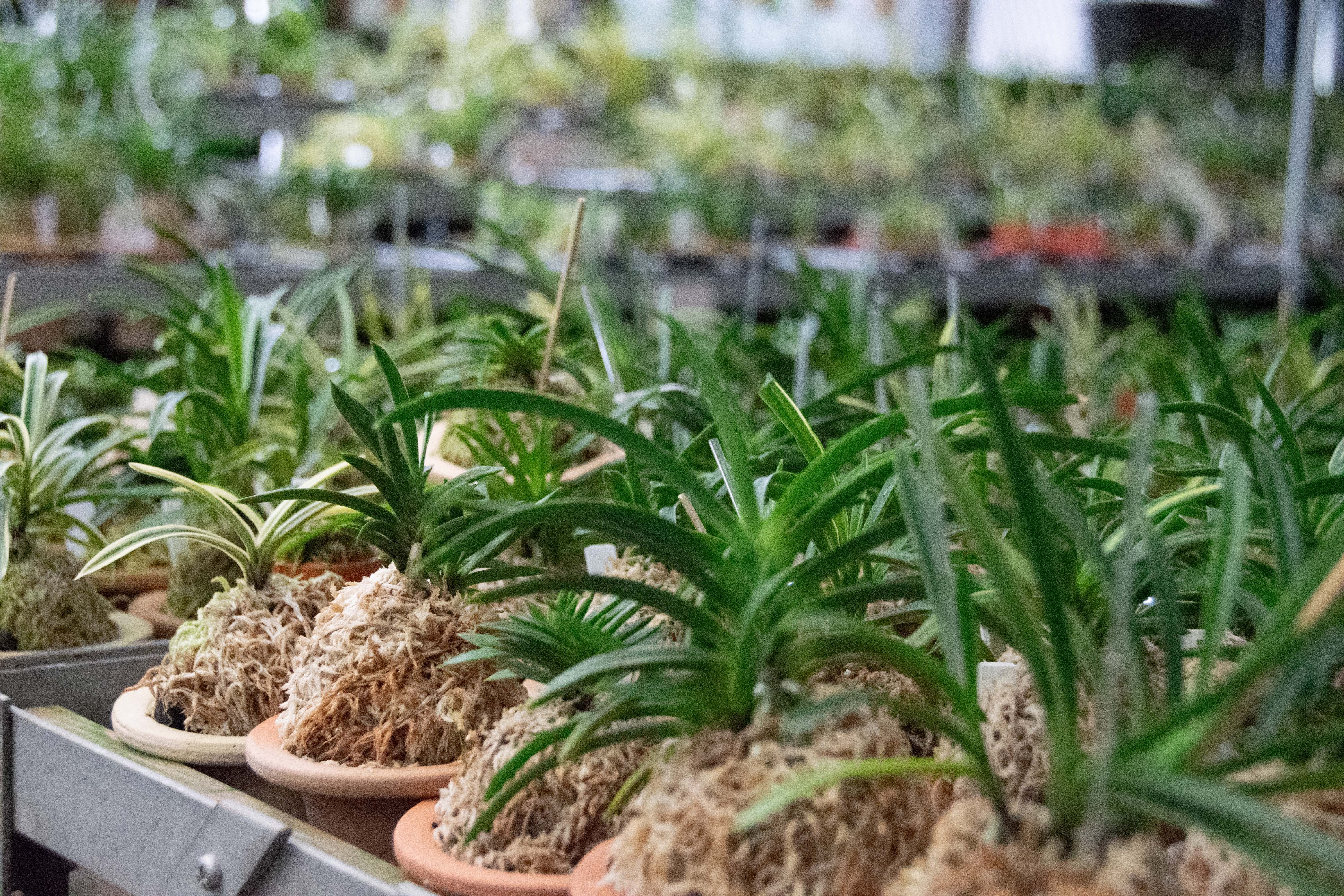 広島の植物のPR写真の撮影